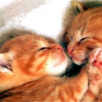 Garde vos animaux à Montpellier